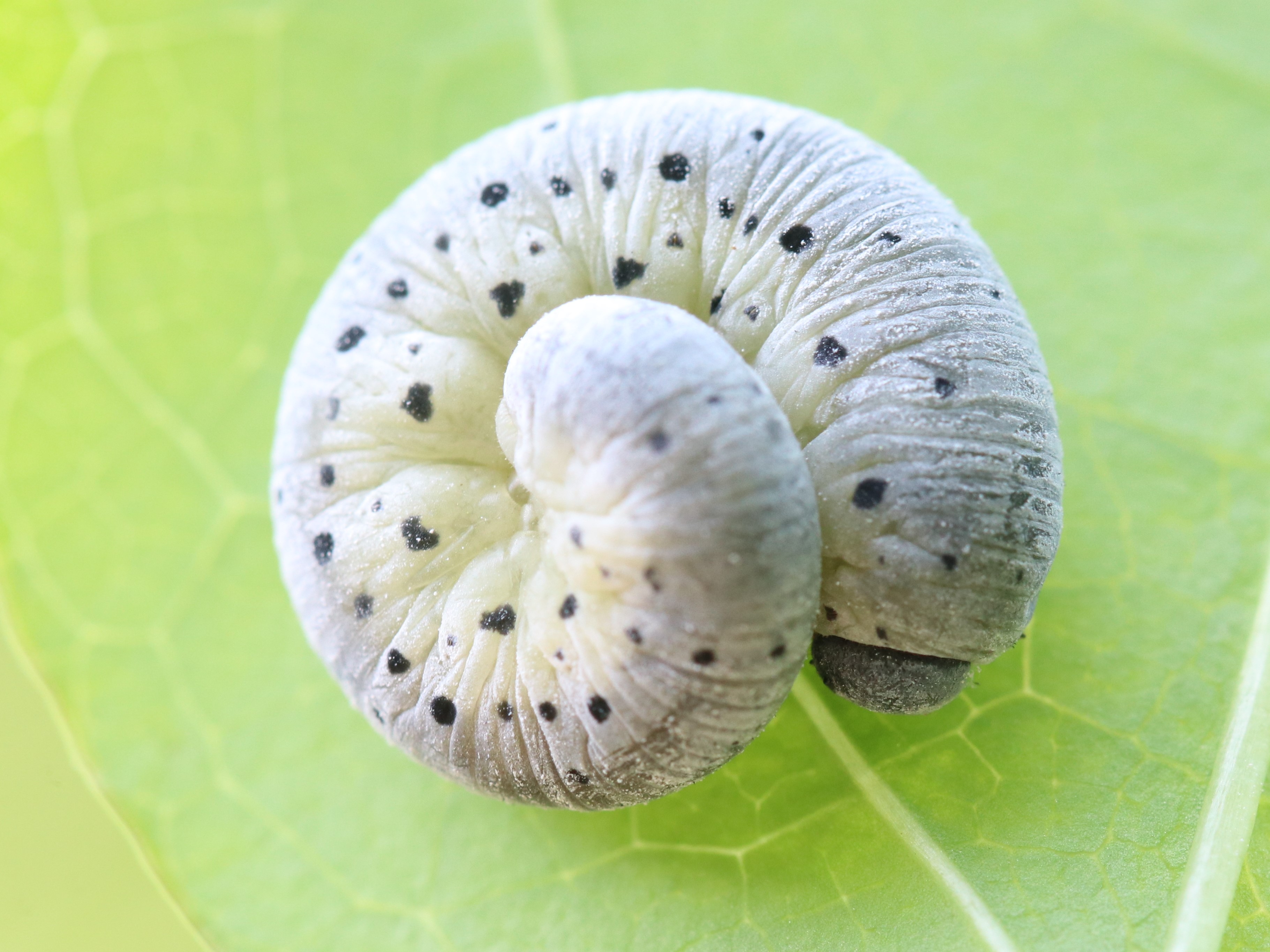 アケビコンボウハバチ幼虫